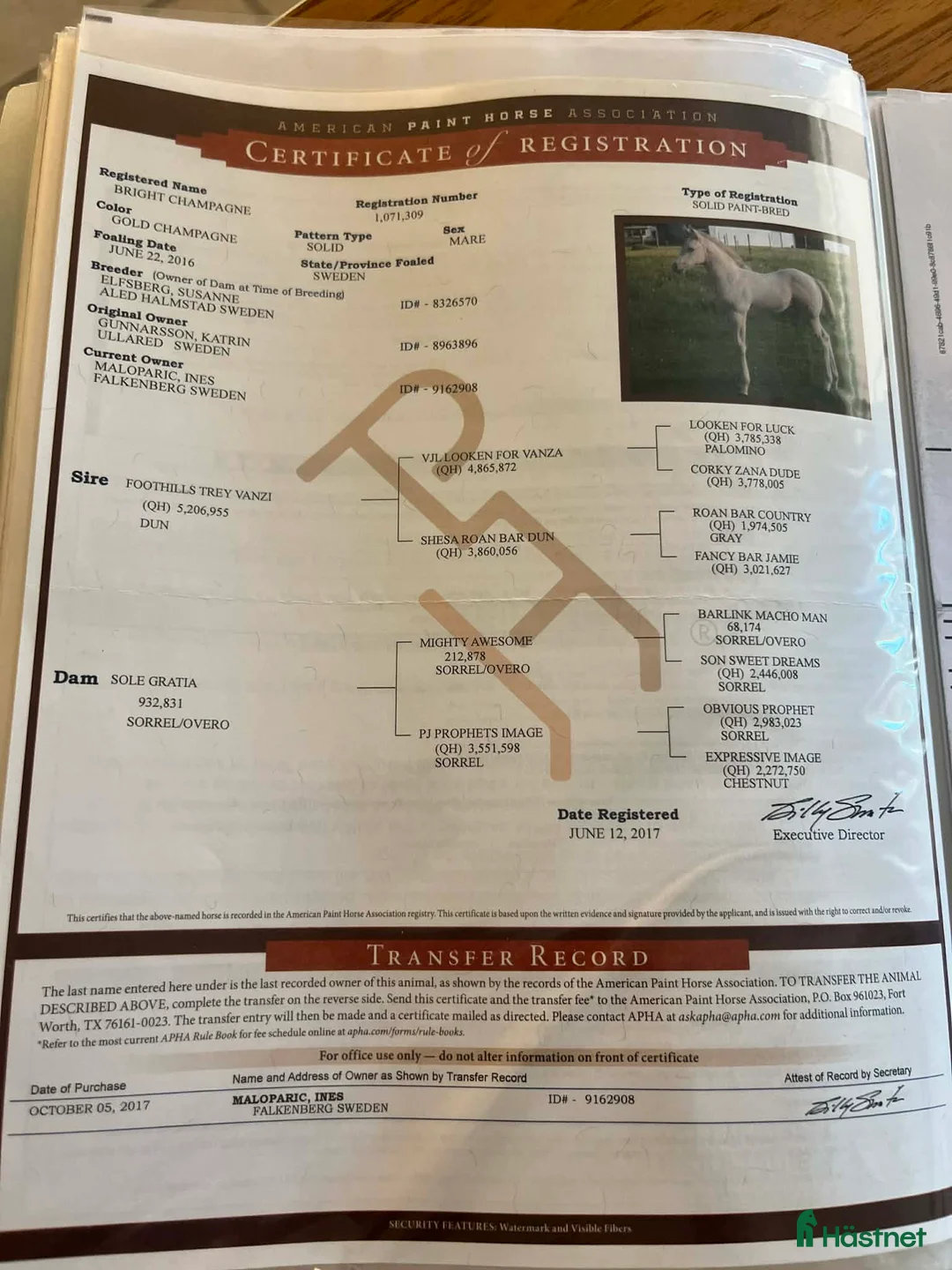 Western hästar till salu: Unikt champagnefärgat sto med unik färggenetik 🌟 - Annons 5