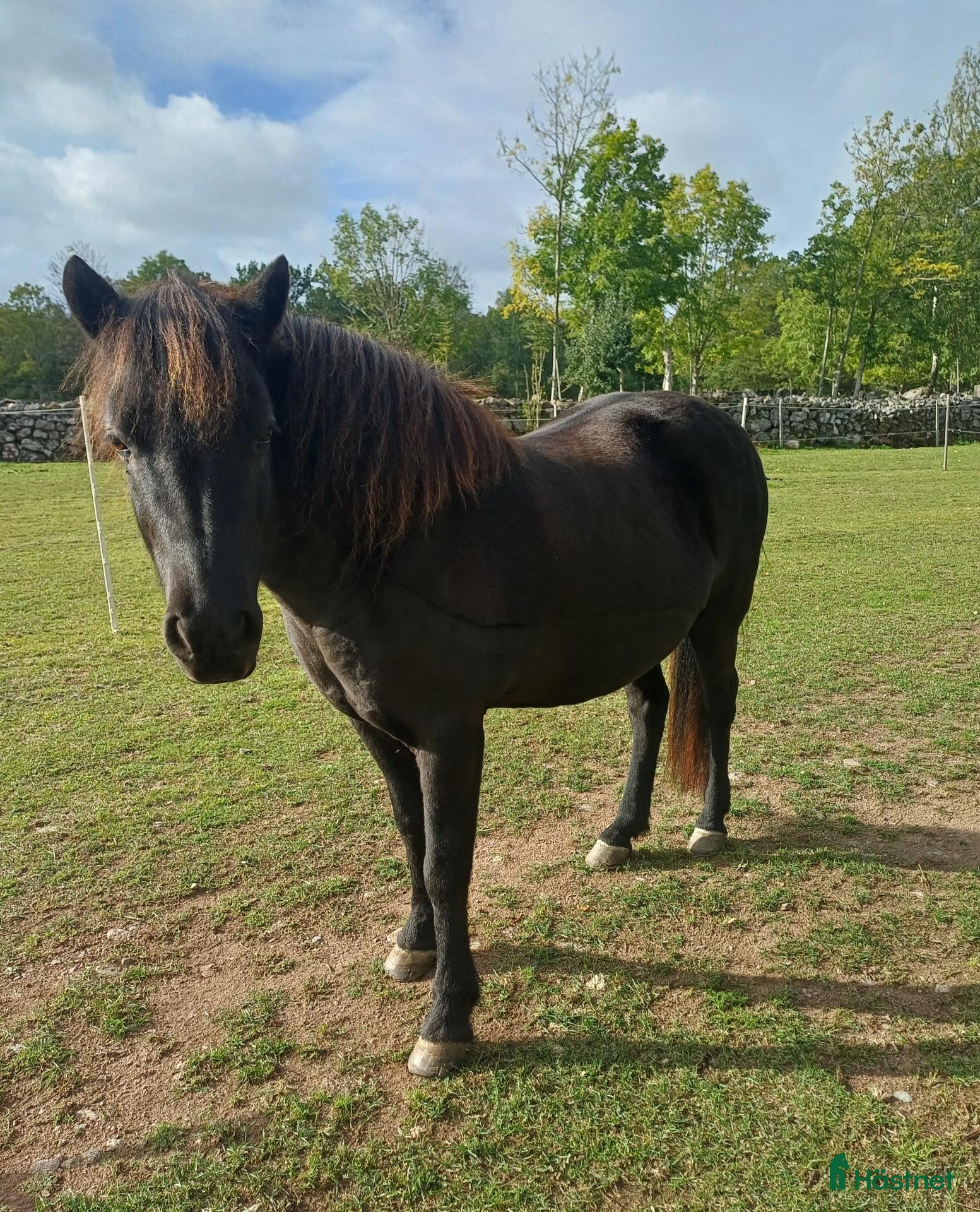  hästar Skogsmulle söker sin islandshästflock - Annons 1
