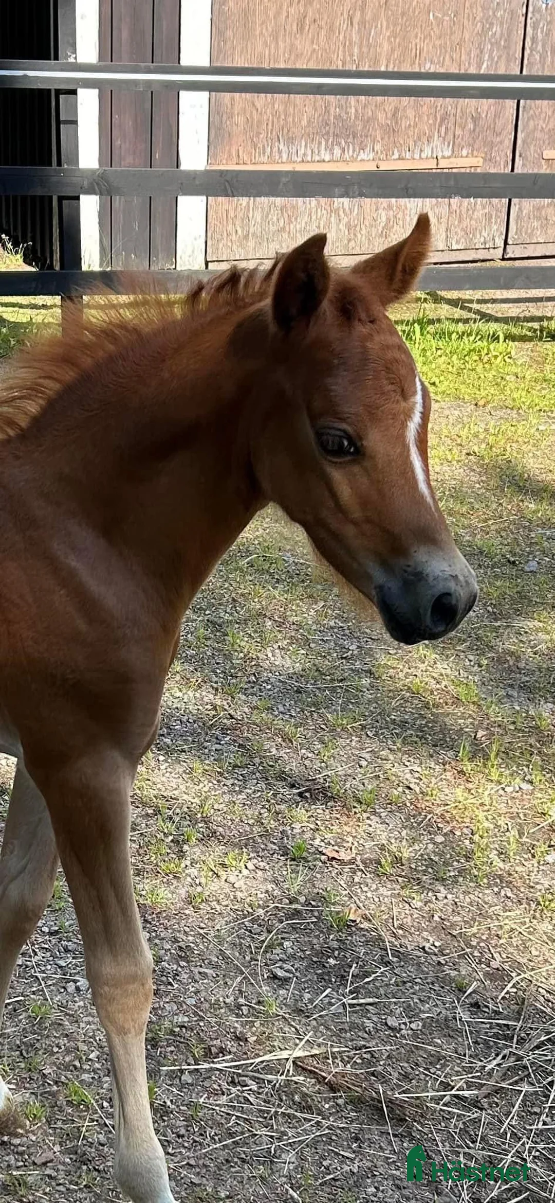 Working Equitation hästar till salu: D-ponny med kvalite - Annons 1