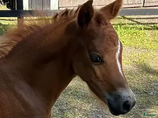 hästar D-ponny med kvalite - Annons 1