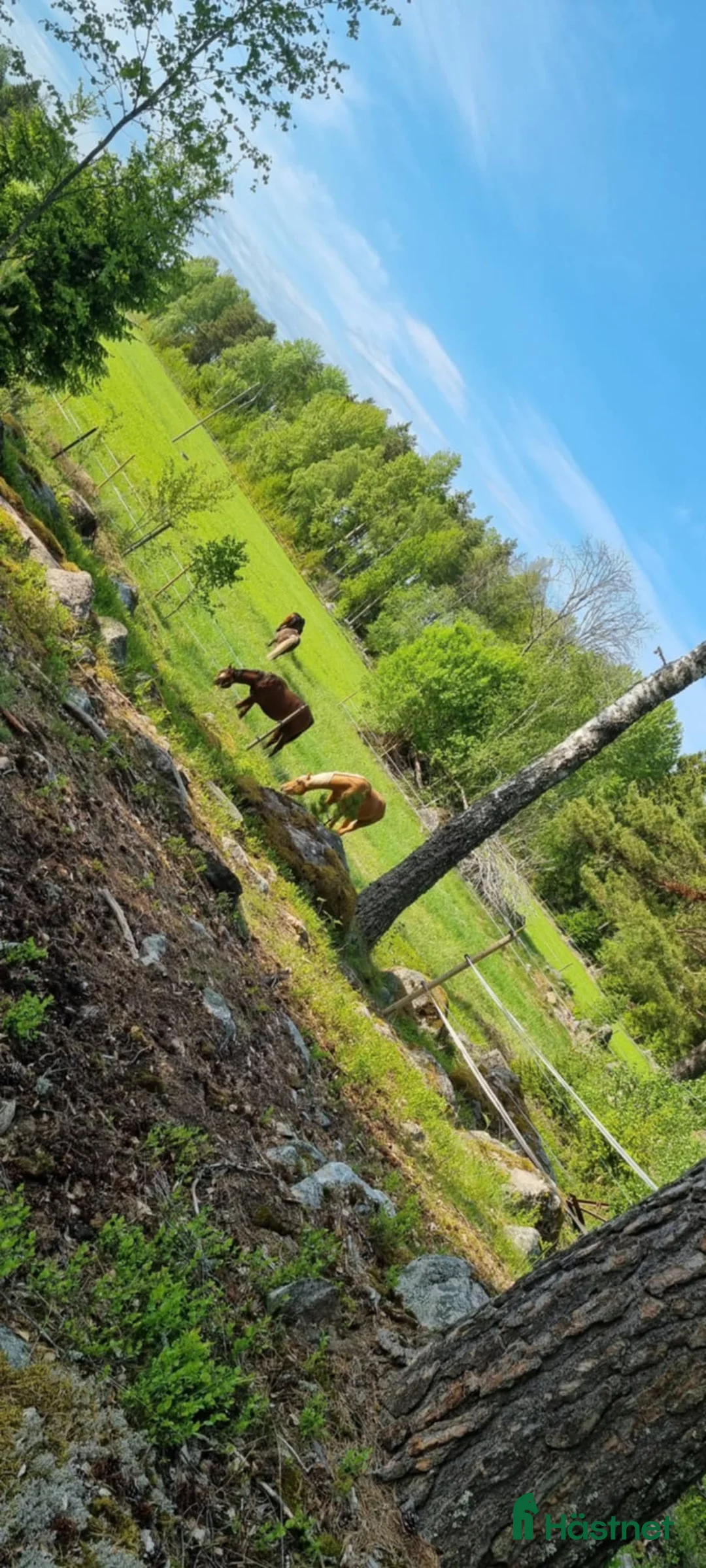  stallplats finnes: Lösdrift för grabbar - Annons 3