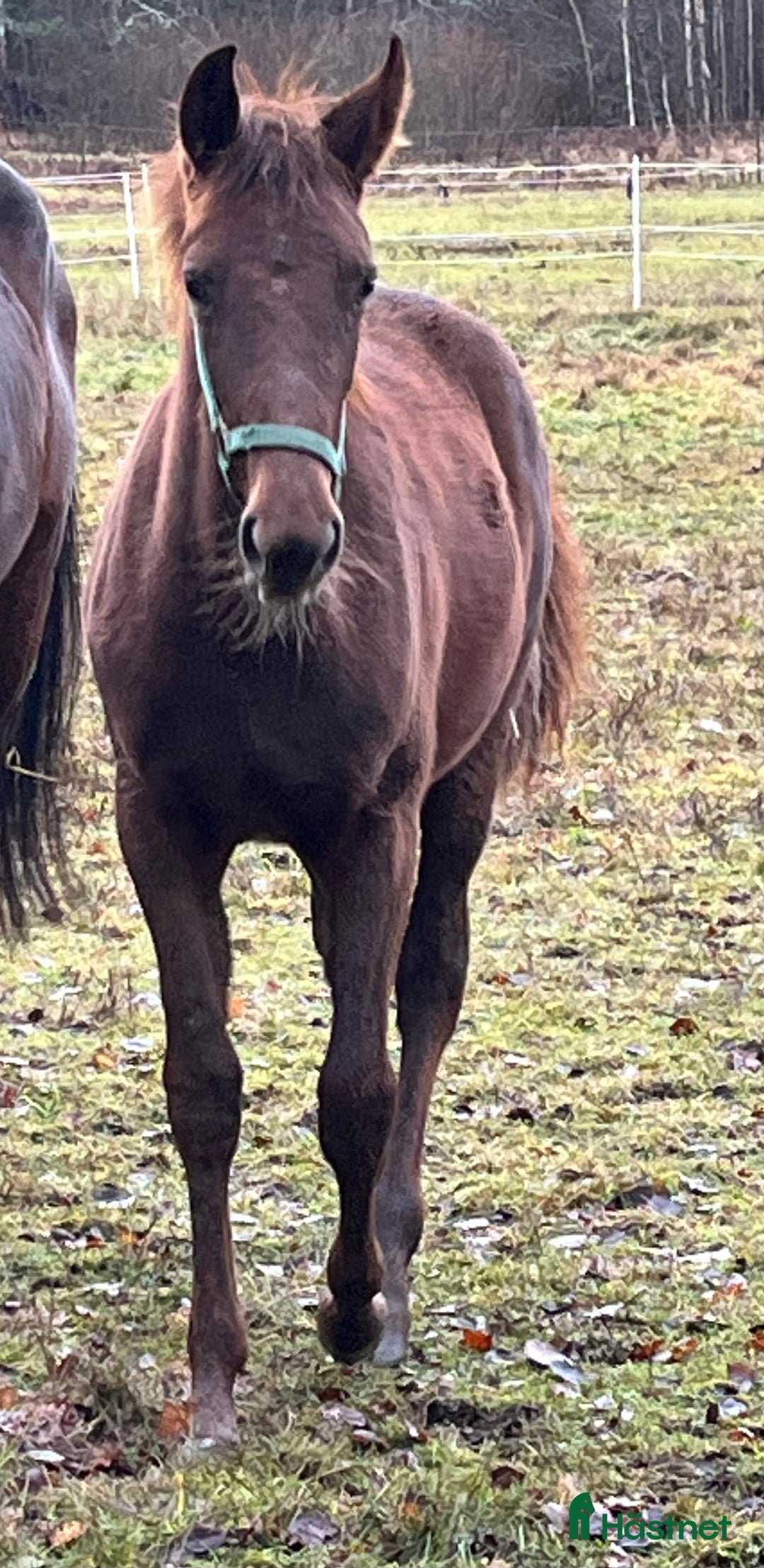 Trav hästar till salu: FUXSTO ÅRSFÖL i Norrköping - Annons 2