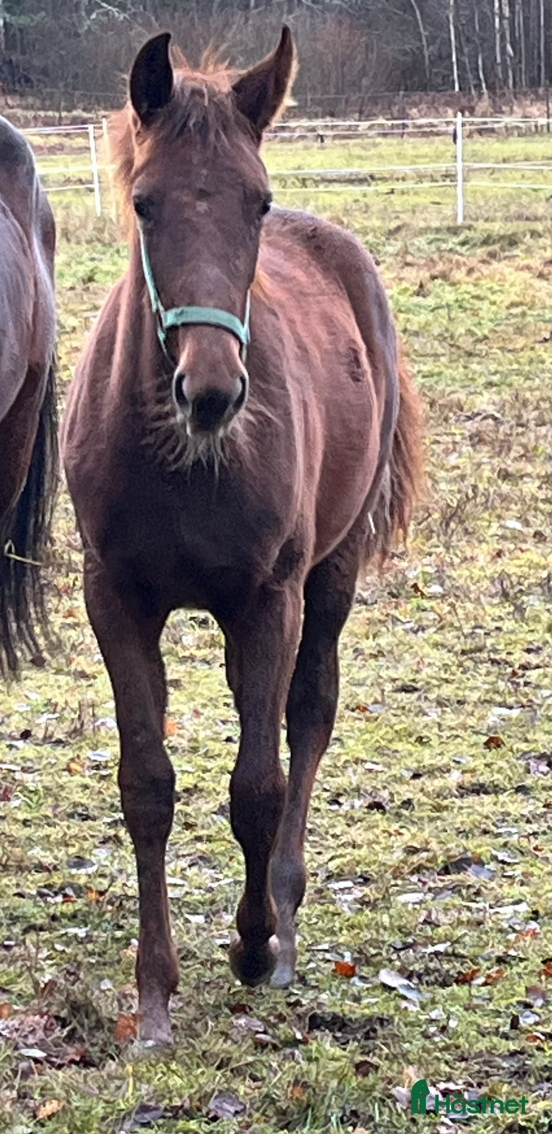 Trav hästar till salu: FUXSTO ÅRSFÖL i Norrköping - Annons 2
