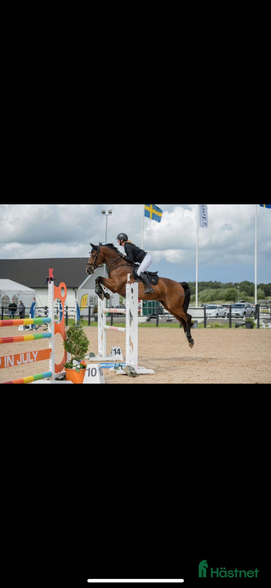 Hoppning hästar till salu: En bästavän och läromästare i Jonsered - Annons 2