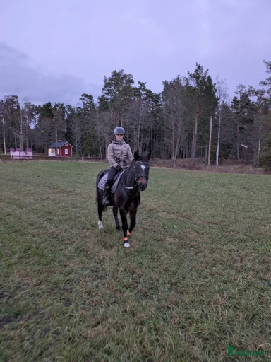 Galleribild {{count}}