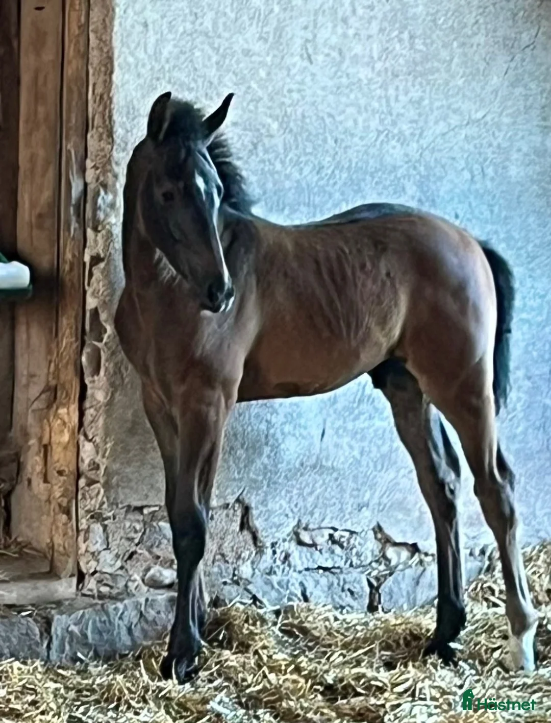 Hoppning hästar till salu: Hingstföl med de lilla extra⭐️ i Sollebrunn - Annons 1