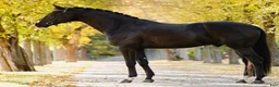 Dressyr hästar till salu: Elegant föl med framtidsutsikter - Annons 6
