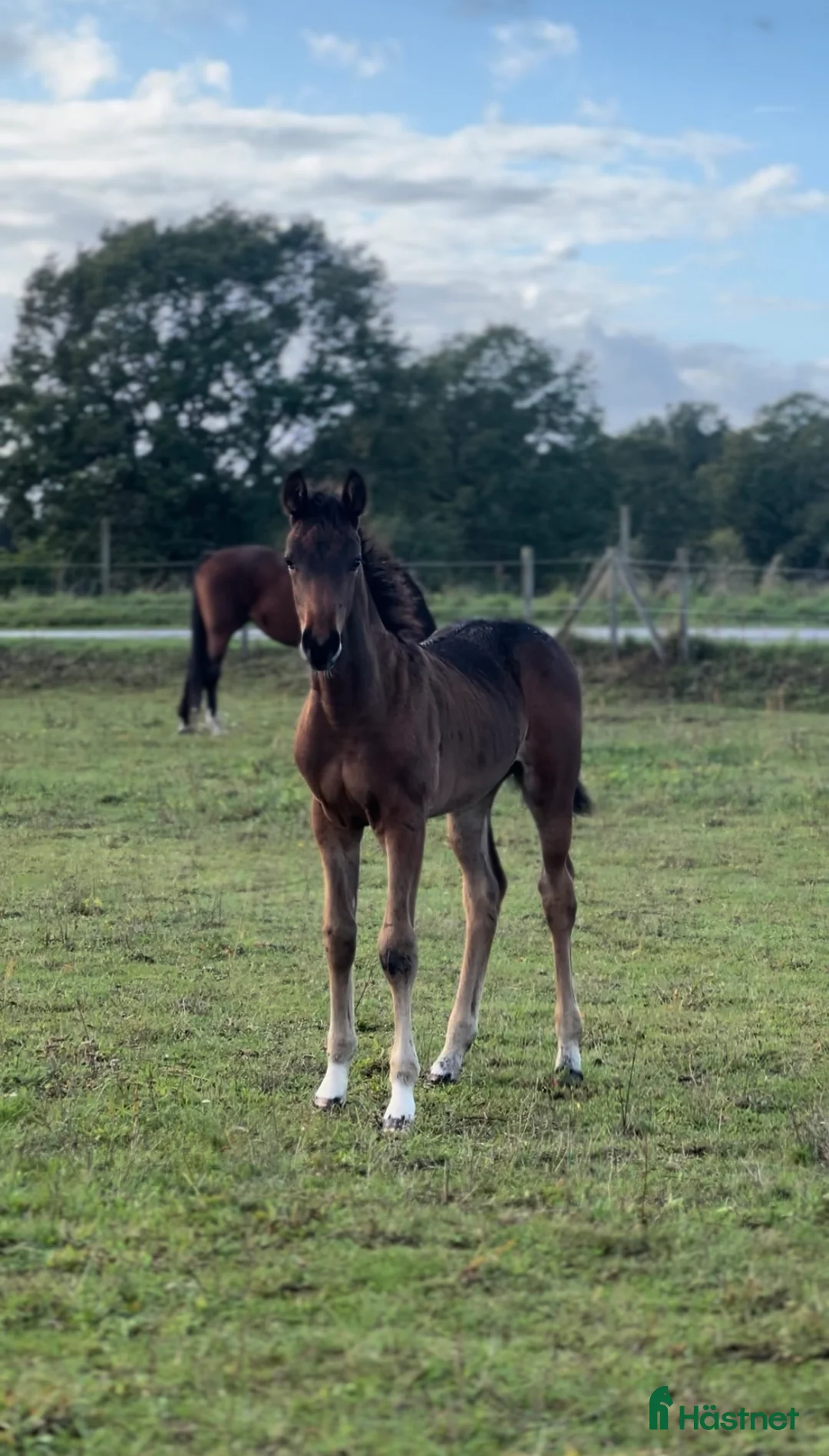Hoppning hästar till salu: Superfint sto e: Tenor du Gue  i Ludvigsborg - Annons 4