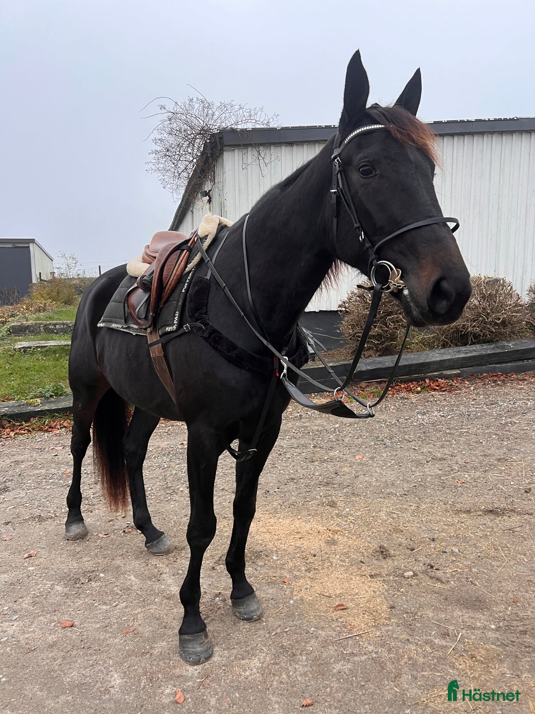 Allround hästar till salu: Världens snällaste tjej  i Blentarp - Annons 2