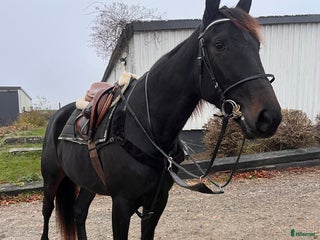 hästar Världens snällaste tjej i Blentarp - Annons 6