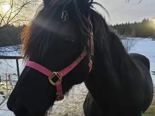 hästar Avelssto - Annons 2