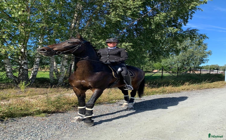  hästar i Storvreta - Annons 13