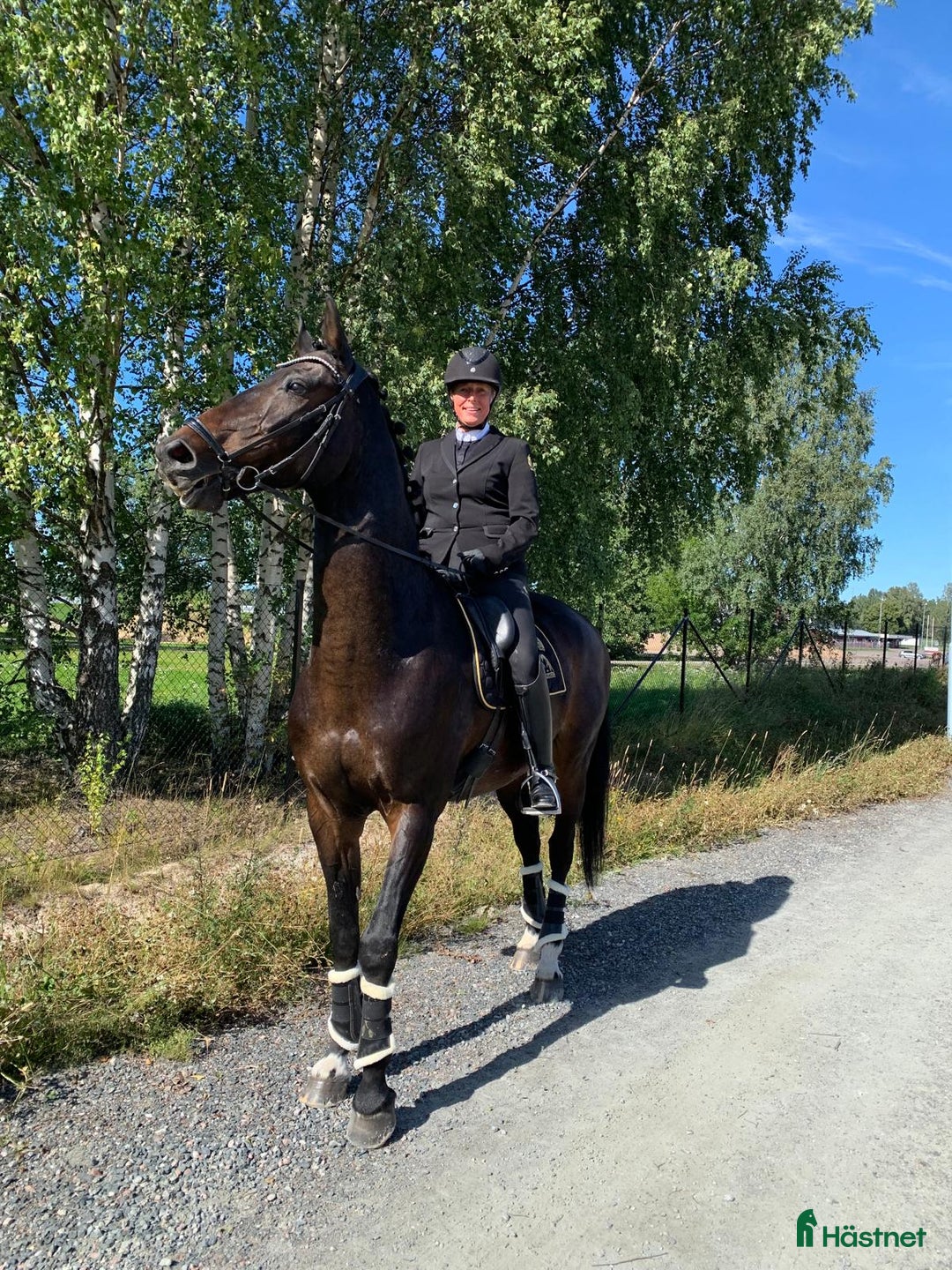 Allround hästar till salu: Multitalang Dressyr, WE & hoppning -med toppstam i Storvreta - Annons 1