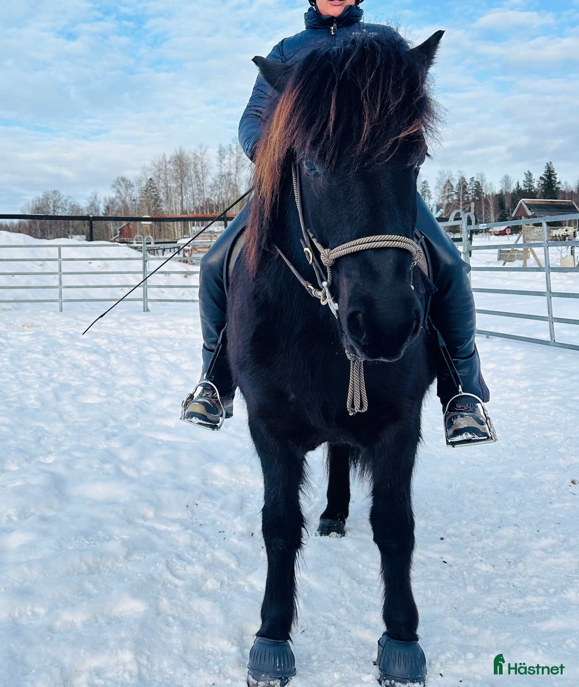  hästar Robust svart pärla, valack för framtiden  - Annons 6