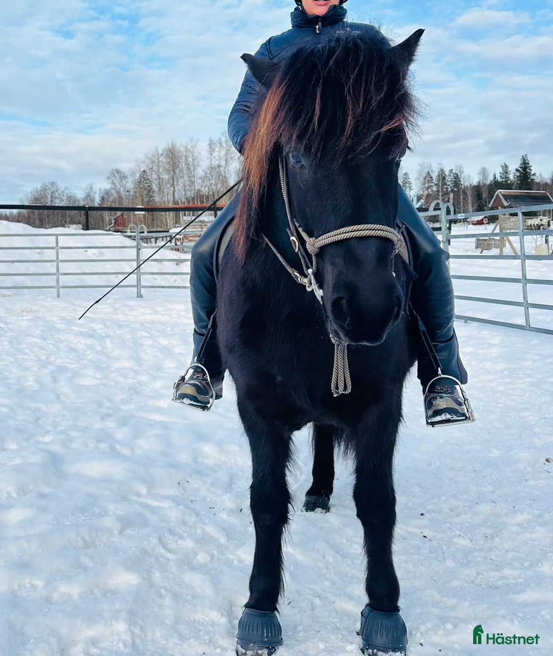 Island hästar till salu: Robust svart pärla född -22. i Söderbärke - Annons 6