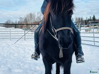 hästar Robust svart pärla, valack för framtiden - Annons 6
