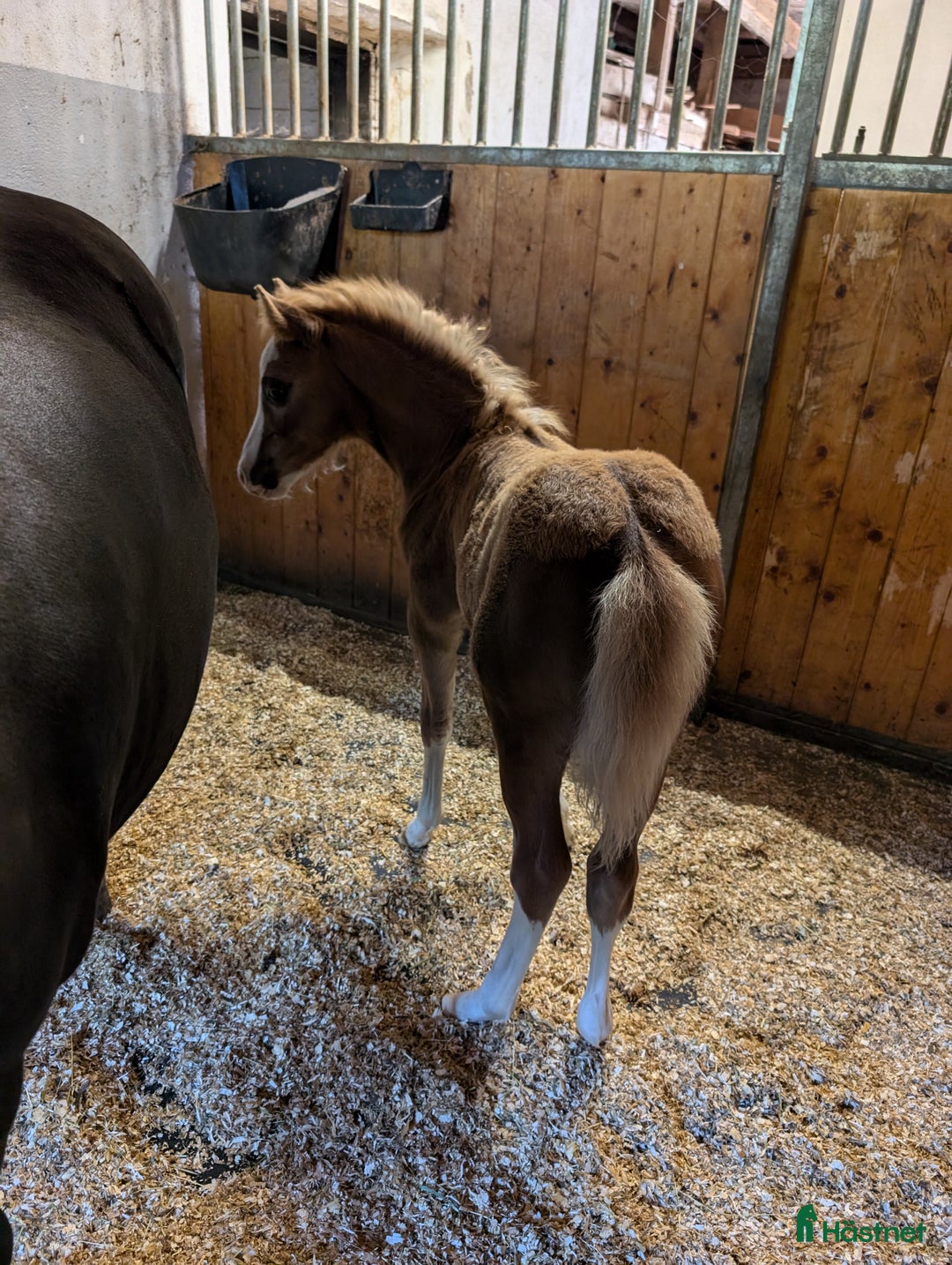 Allround hästar till salu: Två halvbröder söker nytt hem i Ilsbo - Annons 9