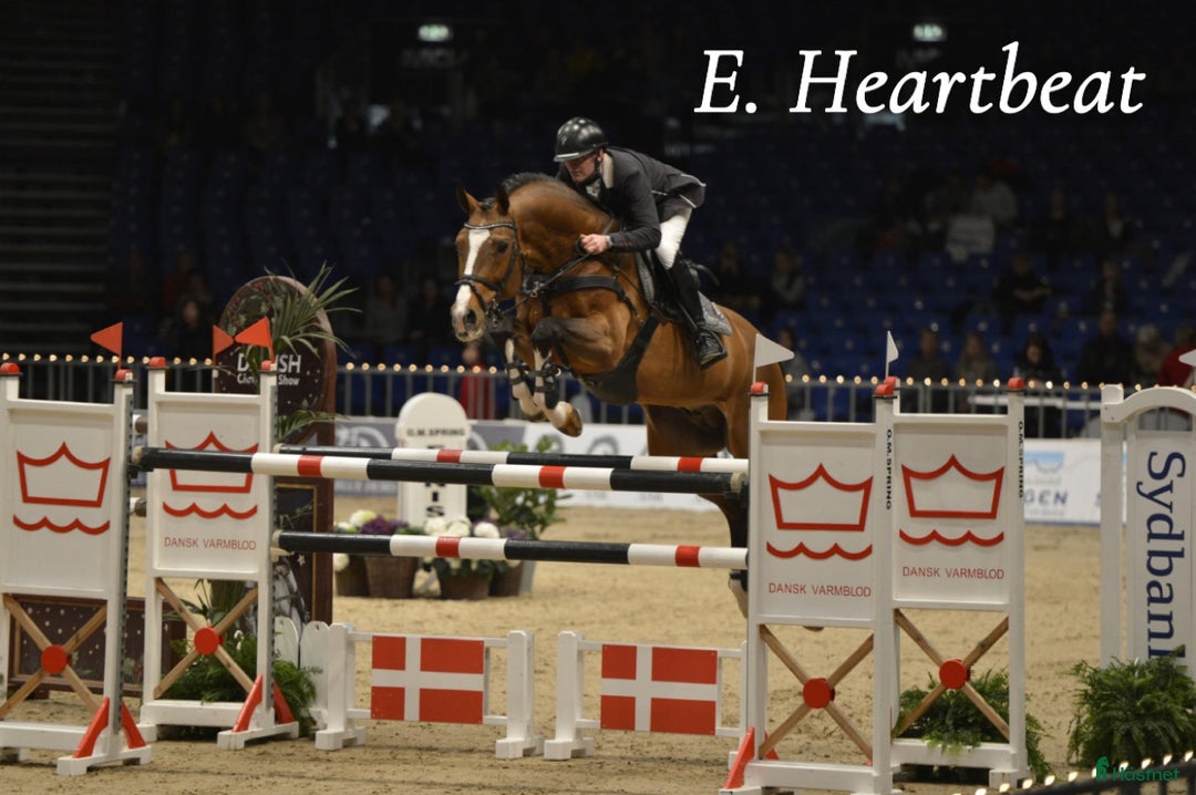 Hoppning hästar till salu: Lovande unghäst för framtiden! i Hällevadsholm - Annons 5