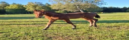 Hoppning hästar till salu: Exelsior Optimus-Balou Du Reventon-Million Dollar - Annons 2