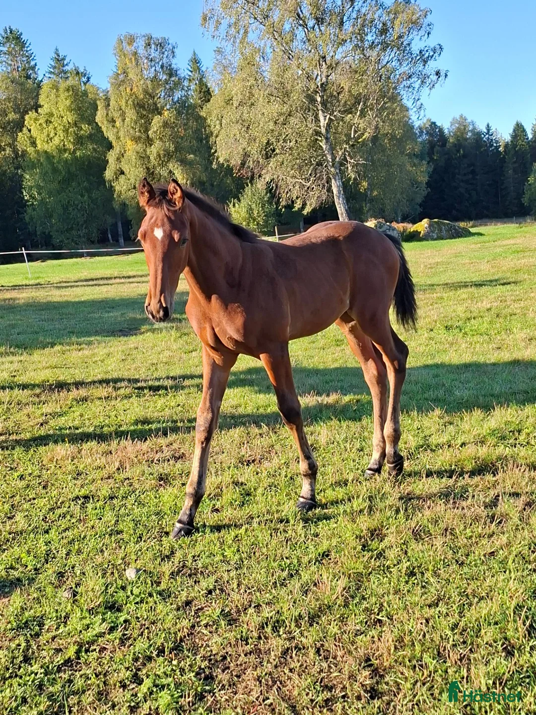 Hoppning hästar till salu: Exelsior Optimus-Balou Du Reventon-Million Dollar - Annons 2