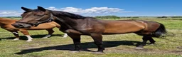 Hoppning hästar till salu: 7-årig SWB-valack - Annons 3