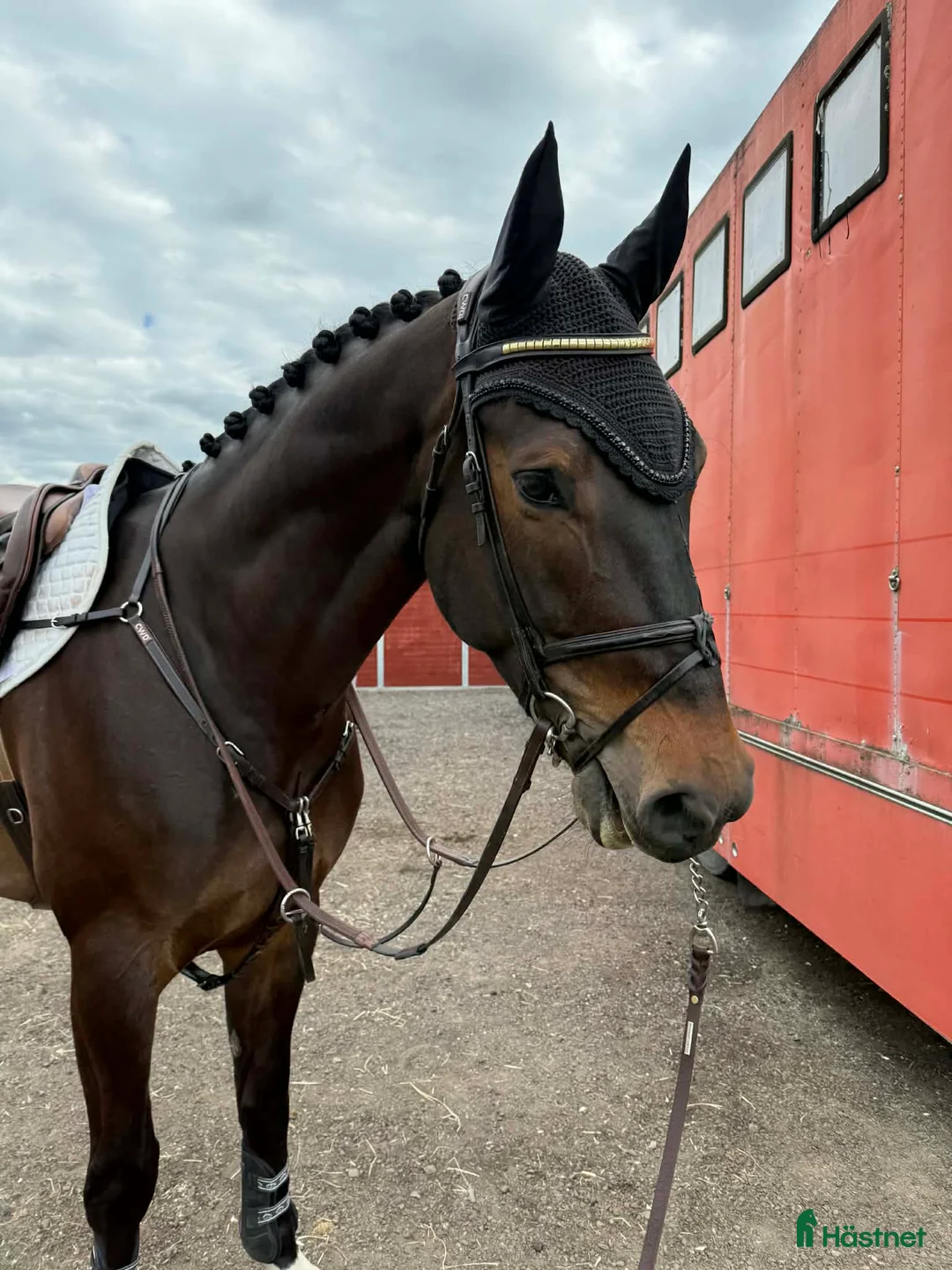 Hoppning hästar till salu: Blivande svårklasshäst! - Annons 1