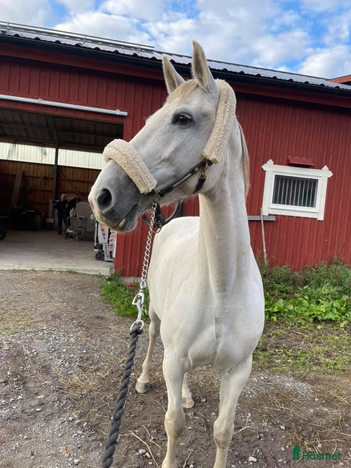 Allround hästar till salu: Avel och/eller Ridning - Annons 1