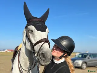 hästar Bäatavän/blivande stjärna för hoppning - Annons 2