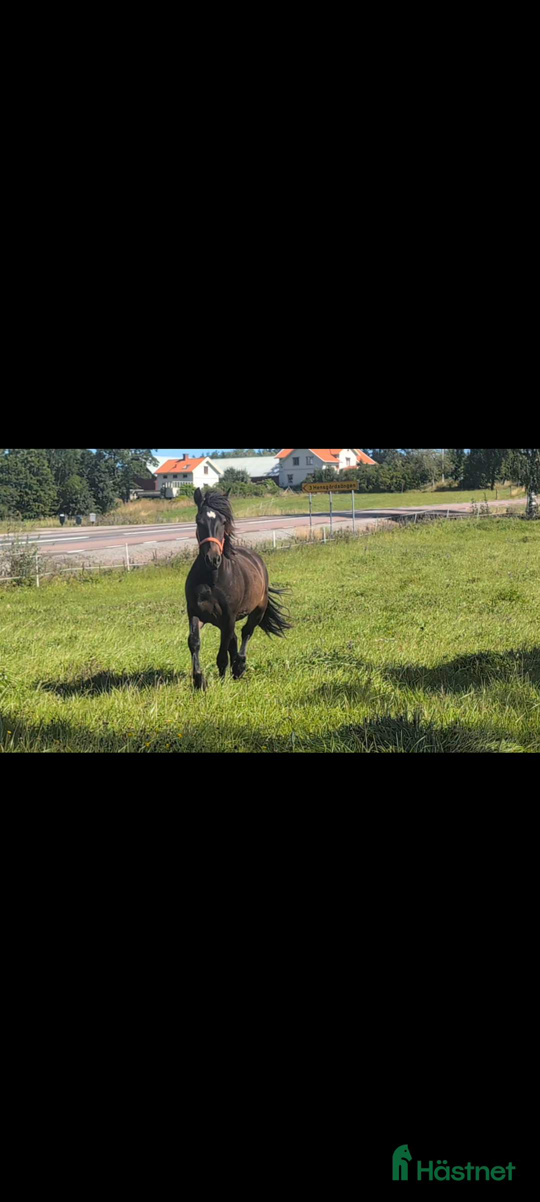 Allround hästar till salu: Mysig valack för framtiden  i Sunne - Bild 5