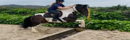 Allround hästar till salu: Coloured D pony - Annons 3