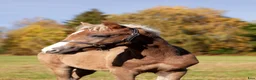 Allround hästar till salu: Welsh partbred föl  - Annons 1