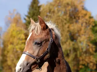 hästar Welsh partbred föl - Annons 1