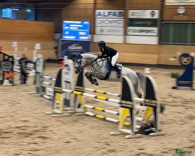  hästar Kapacitet för 140 – Myntas barnbarn. - Annons 6