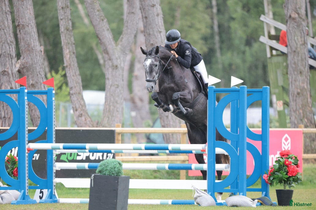  hästservice Inridning, utbildning, tävling och försäljning🌟 i Eslöv - Annons 2