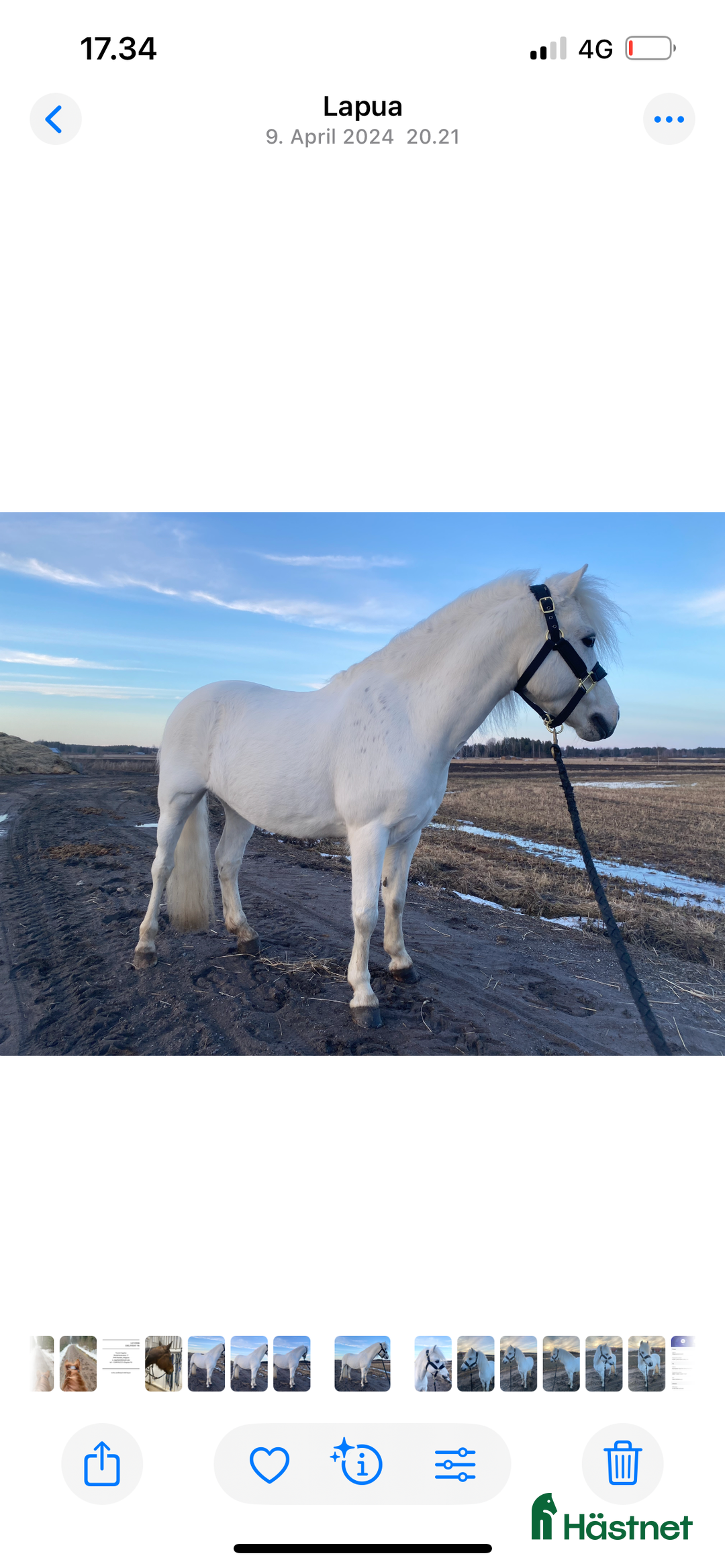 Dressyr hästar till salu: Dream Welsh Pony 10yrs - Annons 9