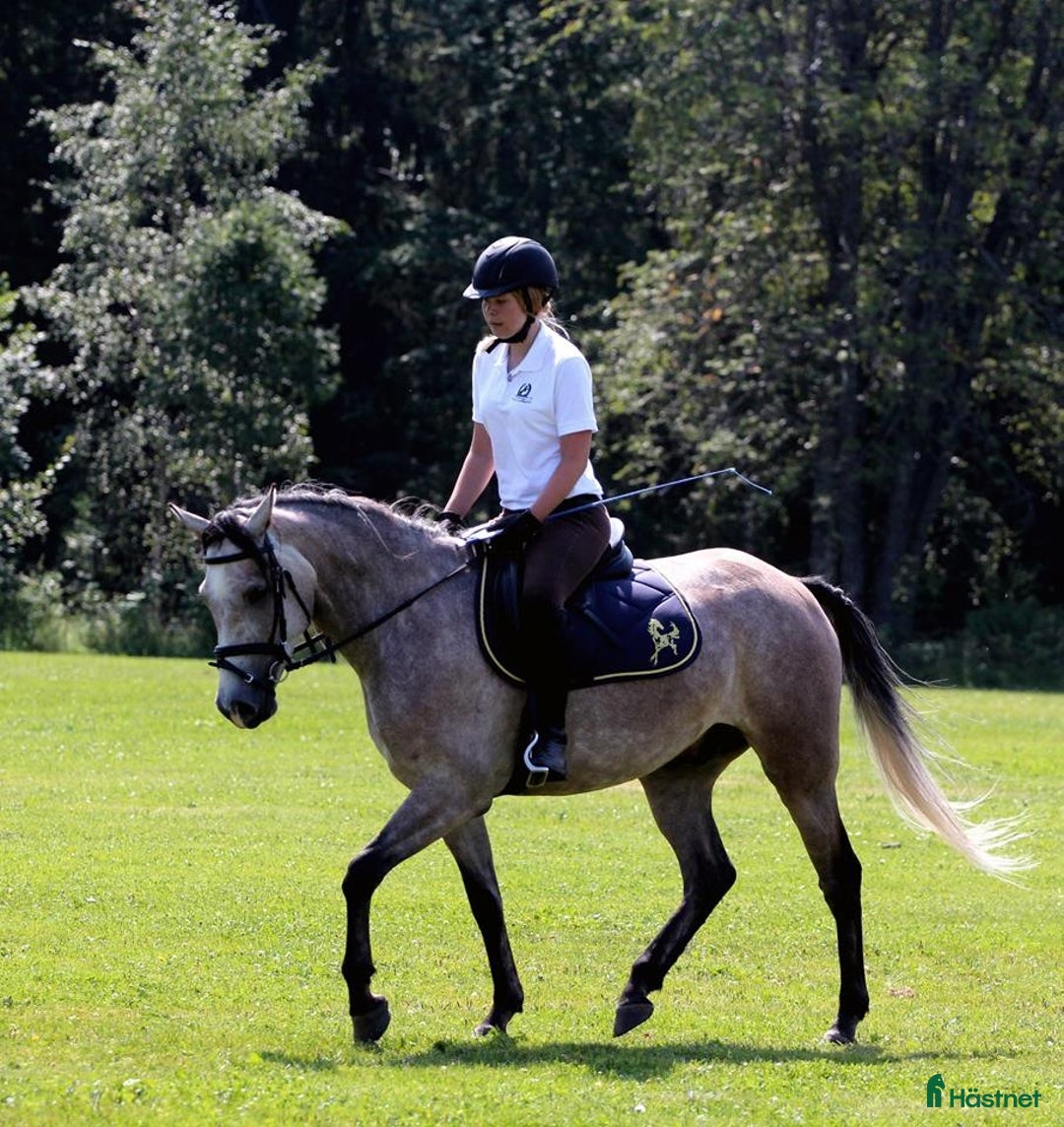  medryttarhäst sökes: Medryttarhäst sökes i Älmhult - Annons 1