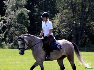 medryttarhäst sökes: Medryttarhäst sökes i Älmhult - Annons 1