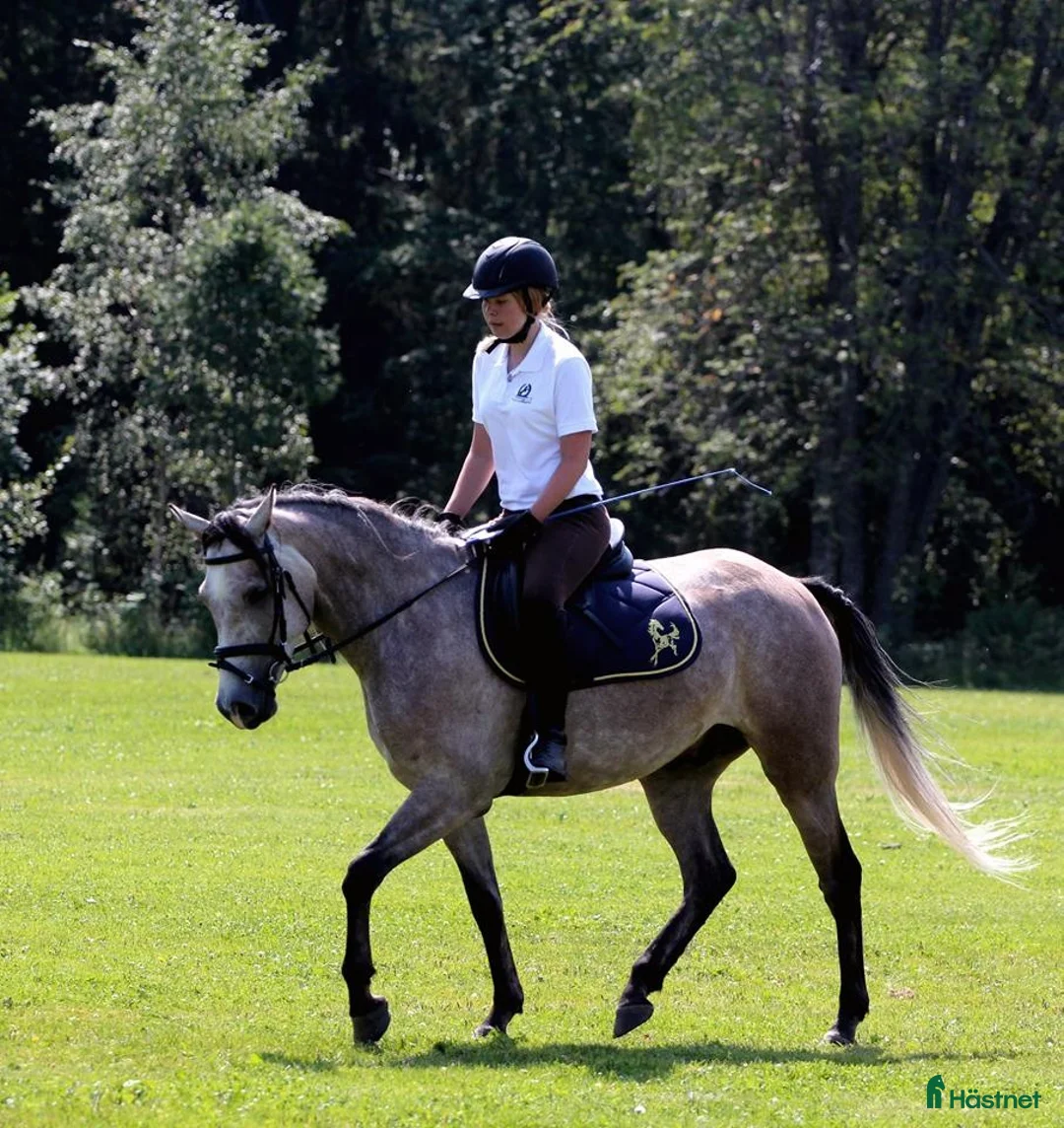  medryttarhäst sökes: Medryttarhäst sökes - Annons 1