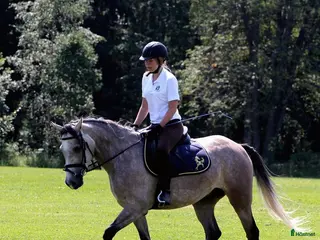 medryttarhäst sökes: Medryttarhäst sökes - Annons 11