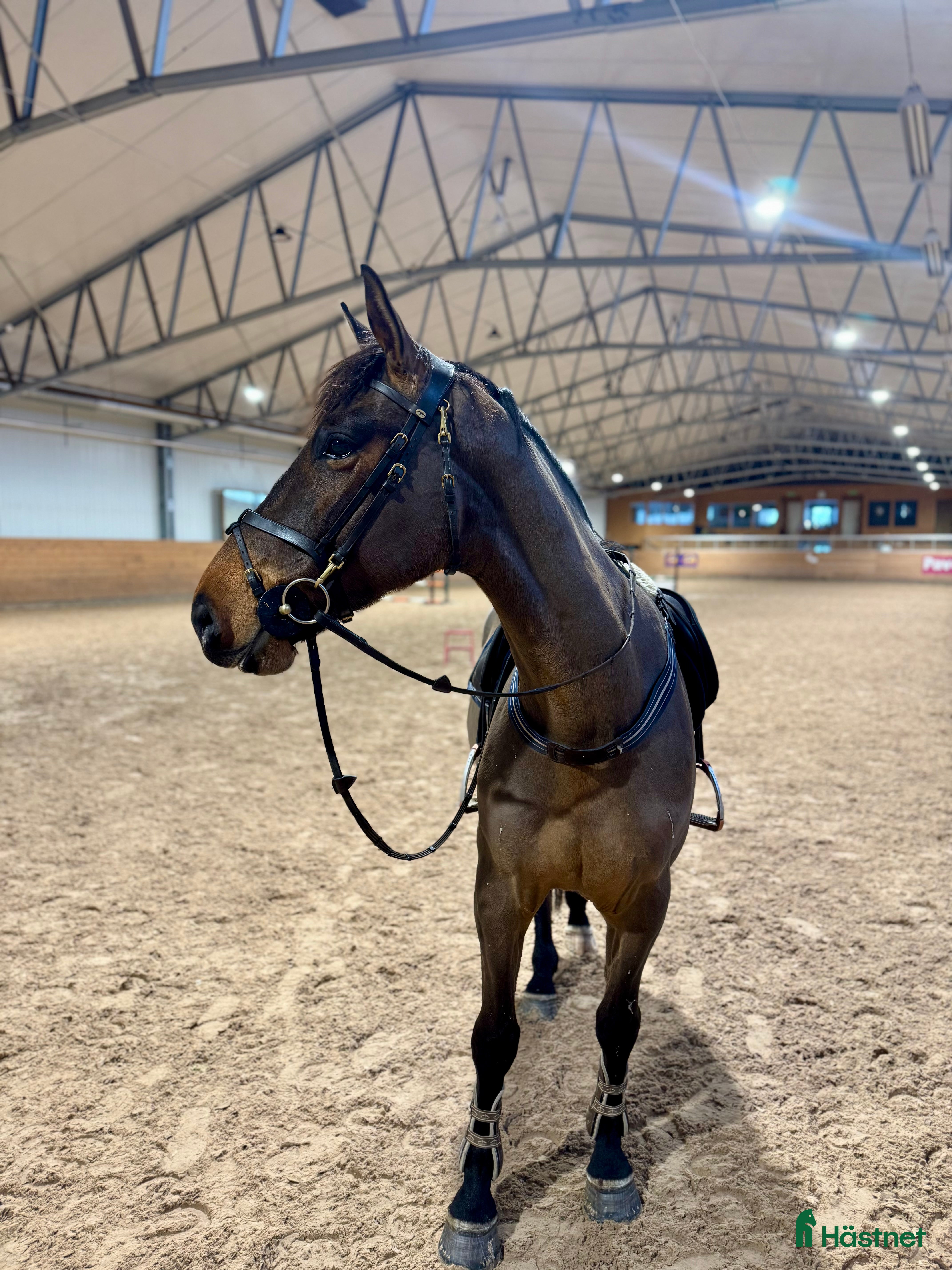  hästar Trevlig valack - Annons 5