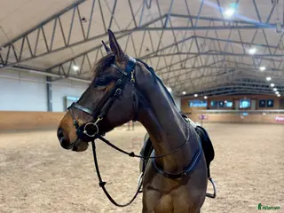 hästar Trevlig valack - Annons 5