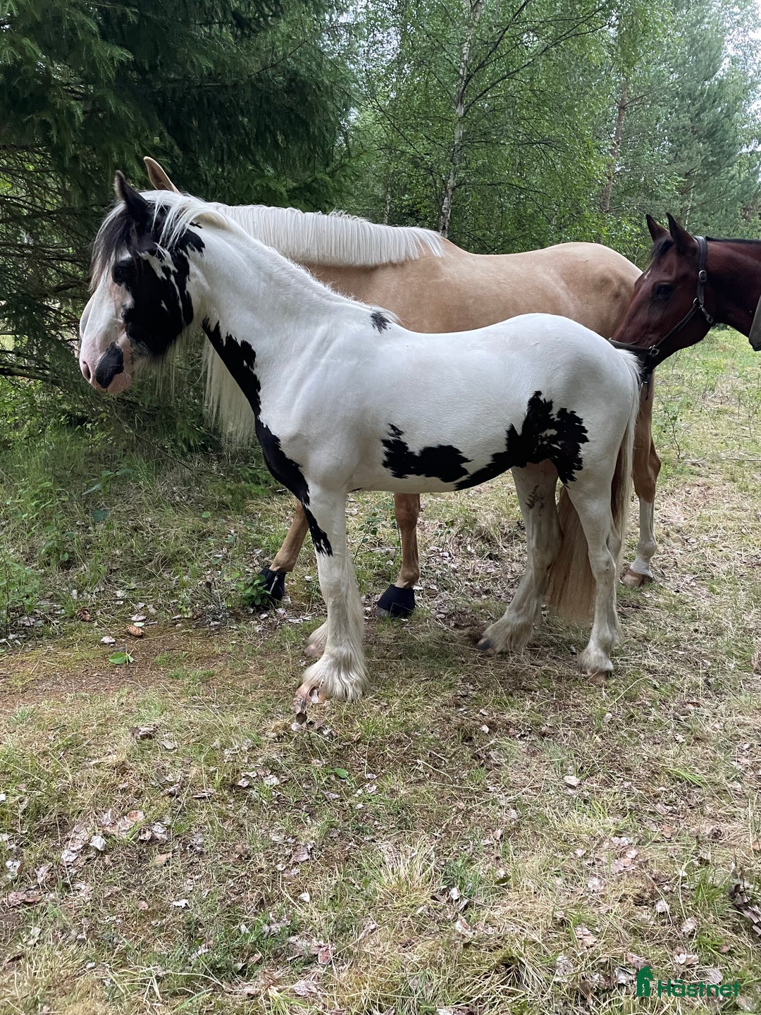 Allround hästar till salu: Fodervärd sökes  i Myresjö - Annons 17