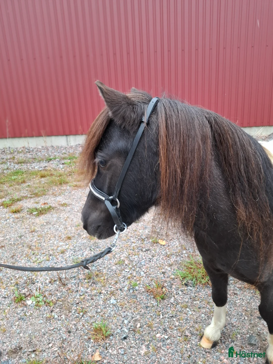 Allround hästar till salu: Ministo,LITEN!!  premierad,utställd  - Annons 6