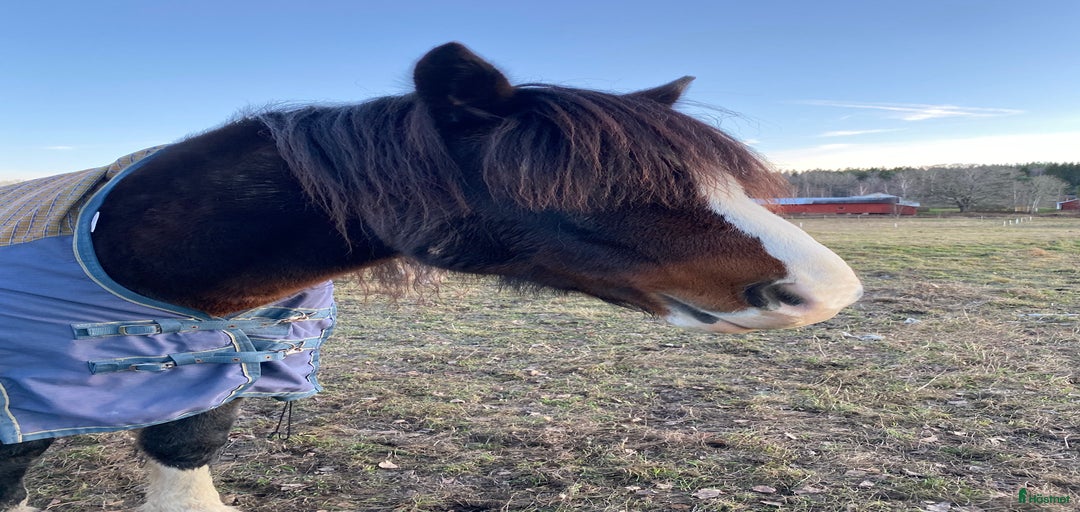 Galleribild {{count}}