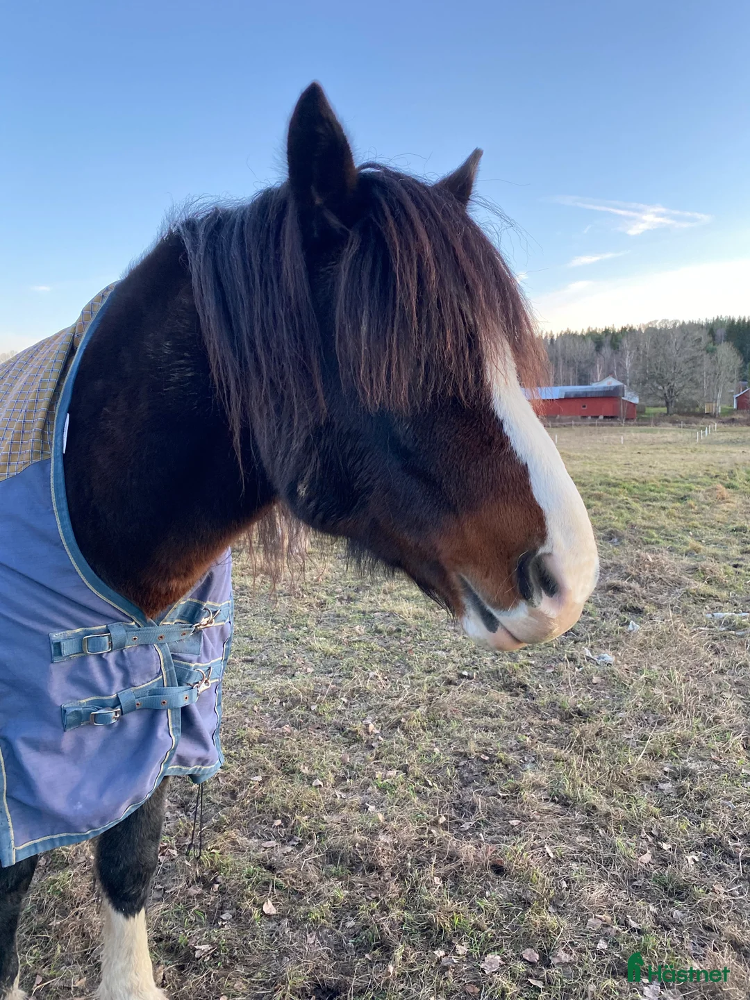 Galleribild {{count}}