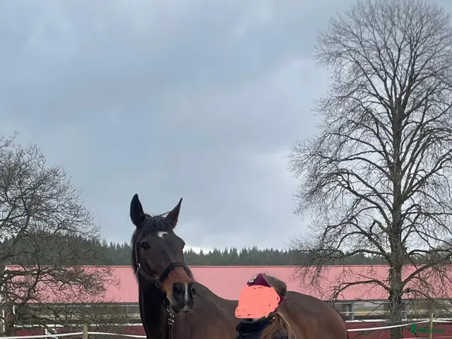 hästar till salu: Piggt sto för ridning eller avel - Annons 1