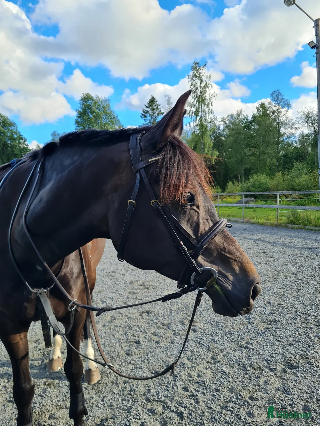 Allround hästar till salu: Vackert allroundsto  - Annons 2