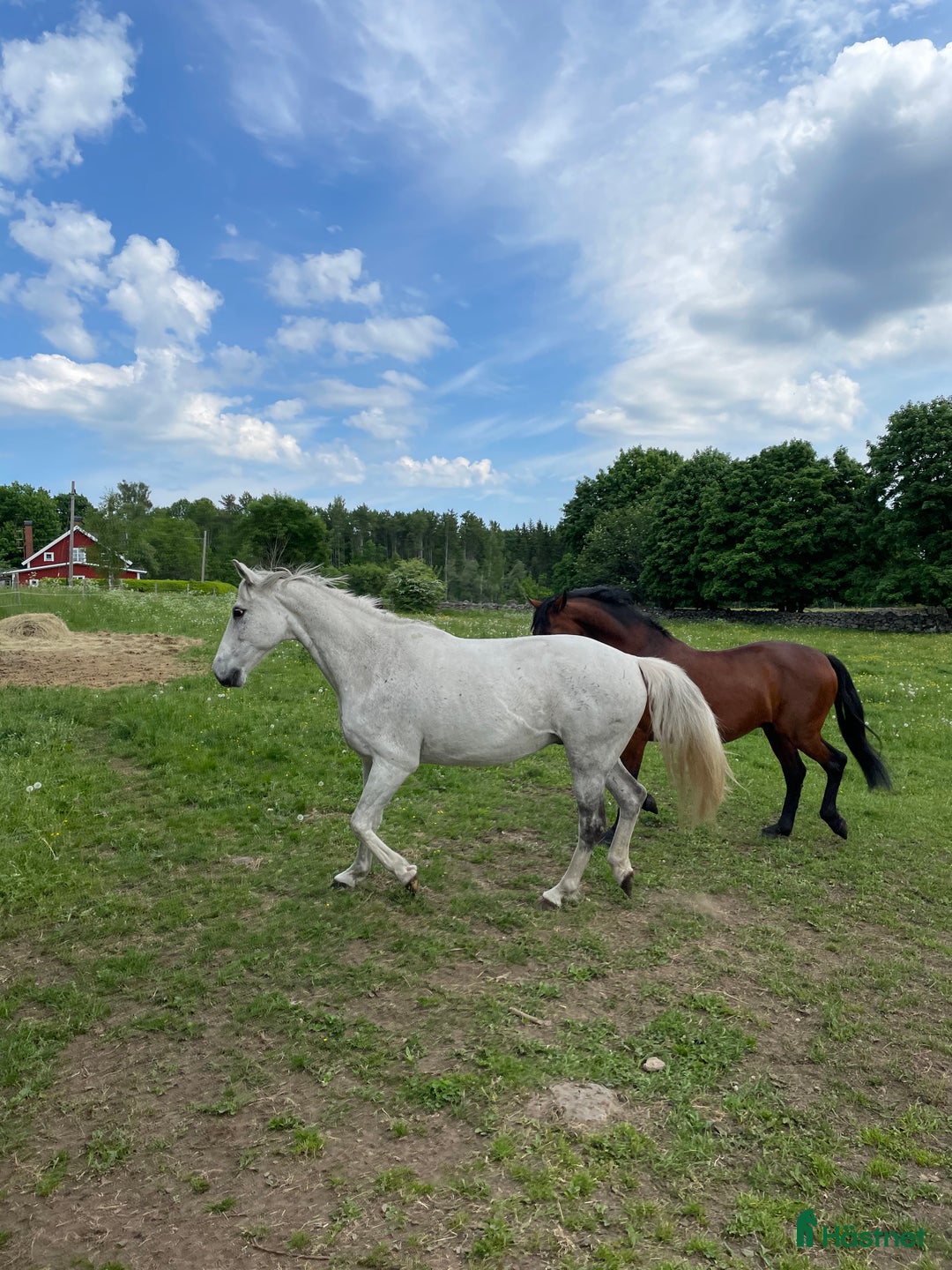 Sällskap hästar till salu: Två trevliga valacker säljes i Degeberga - Annons 2