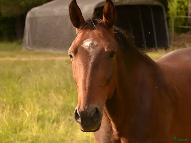 hästar till salu: Travare TIll Salu - Annons 1