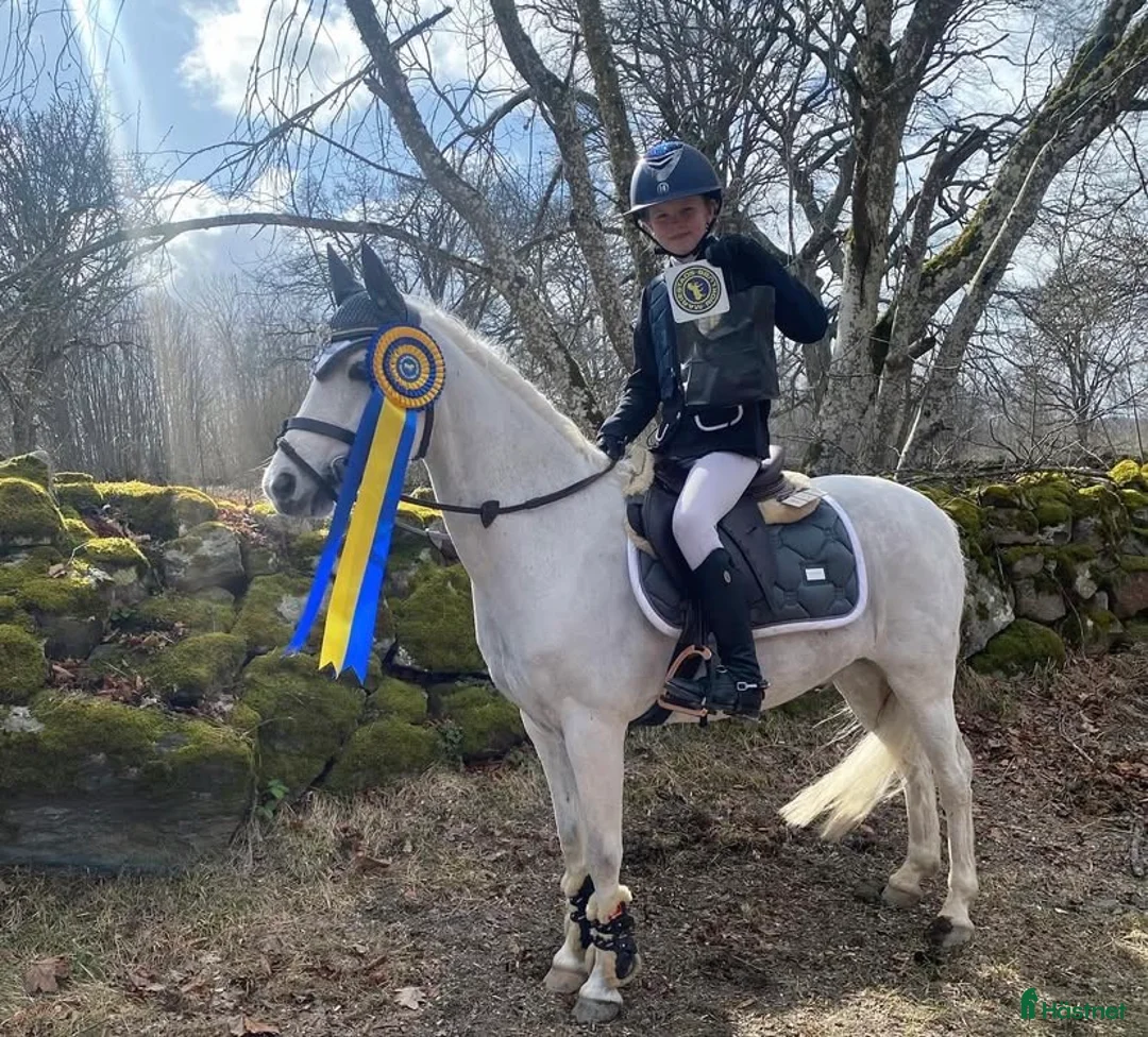 Hoppning hästar till salu: ⭐️Världens bästa ponny⭐️ i Källby - Annons 1